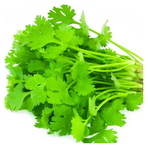 Dhania(Coriander Leaves)